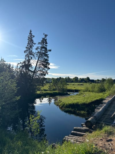 The image depicts a rural landscape on a clear, sunny day in Ust'-Silayka, Russia. A calm, dark blue-green river or stream flows from the left foreground towards the right mid-ground, reflecting the bright blue sky and tall evergreen trees. Two prominent, slender conifers stand on the left bank, their upper portions and reflections visible in the water. The sun is positioned in the upper left of the frame, casting a bright lens flare.

On the immediate right, a rustic wooden bridge made of logs and planks extends across the river, disappearing out of frame to the right. The riverbanks are covered in lush green grass, with some taller vegetation and bushes on the left. In the mid-ground, on the far bank, a light-colored animal, possibly a dog, is visible lying or sitting in the grass. Beyond the river and fields, a village with several houses and scattered trees is discernible under a clear blue sky dotted with a few wispy white clouds. The foreground on the bottom right consists of a dirt patch with some dandelions.
