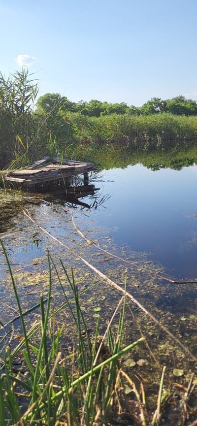 This media file depicts a tranquil natural scene in Hetmanivka, Ukraine. The primary subjects are a calm body of water reflecting a bright blue sky and lush green vegetation. The water is partially covered with aquatic plants and debris, suggesting a natural, untamed environment. A dilapidated wooden structure, possibly a remnant of a dock or bridge, is partially submerged in the water, adding a touch of history and decay to the otherwise vibrant landscape. Tall grasses and reeds grow along the water's edge, creating a natural border between the land and the water.
The scene appears to be set during the daytime, with clear, sunny weather indicated by the bright sky and the quality of light. The reflection in the water suggests a still atmosphere, further reinforcing the peacefulness of the location. The overall mood conveyed is one of serenity and natural beauty, with a hint of rustic charm due to the weathered wooden structure. There are no people or active events visible in the image; the focus is entirely on the natural elements and the serene setting. The location cues, such as the specific type of vegetation and the overall landscape, along with the provided context, place this scene in Hetmanivka, Ukraine. No text is visible within the media file.