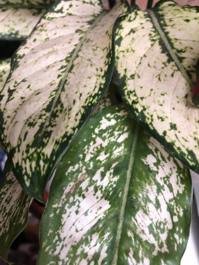 A close-up, top-down view captures several large, variegated leaves of a houseplant, likely a Dieffenbachia. The leaves display a prominent pattern of creamy white and emerald green splotches and streaks. The texture appears slightly glossy, and the central veins are clearly visible. The lighting suggests an indoor environment, possibly a home or office in the city of Pionersky, Russia. No people or other objects are distinctly visible, with the focus solely on the plant's foliage. The background is blurred, hinting at other indoor elements but not providing clear detail.