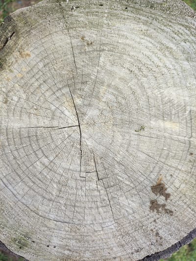 The image displays a forensic, vertical close-up of a circular tree stump's cross-section, located in Bestuzhevskoye, Russia. The light grey, weathered wood surface is dominated by distinct concentric annual growth rings. A prominent, irregular crack extends vertically through the center, bifurcating horizontally near the core, forming a rough cross pattern. Numerous finer radial cracks propagate outward from the center. The wood texture appears rough and granular, with isolated patches of darker, possibly organic, material visible on the surface. A notable irregular dark brown deposit is present on the lower right quadrant. The outer edge of the stump shows remnants of darker bark. Blurred green foliage or grass is visible in the background along the lower and left edges, indicating an outdoor natural environment. No people, actions, or specific objects beyond the tree stump are depicted.