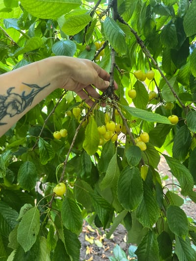 A person's tattooed arm and hand reach towards a branch laden with unripe, pale yellow cherries, surrounded by lush green leaves. The scene appears to be in an outdoor environment, possibly a garden or orchard. The background is blurred, showing hints of ground and more foliage. The image is a close-up shot, focusing on the hand interacting with the fruit-bearing branch.