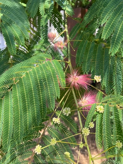 A close-up shot captures the feathery, green leaves and delicate pink and white blossoms of a Mimosa tree. The leaves are compound, with numerous small leaflets arranged along a central stem, creating a lacy appearance. The pink blossoms are fluffy and appear to be made of numerous thin filaments, while the white blossoms are small and clustered. The background is softly blurred, showing hints of a wooden structure and a white fence, suggesting an outdoor setting. The image was taken in Fontanka, Ukraine.