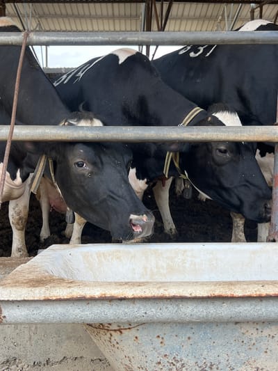 The image depicts several black and white cows standing in what appears to be a barn or stable in Jezreel Valley Regional Council, Israel. The cows are positioned behind a metal fence, with their heads and upper bodies visible. Some of them have tan straps or collars around their necks. The ground or floor area within the enclosure appears soiled. The environment appears to be an agricultural or livestock-raising setting.