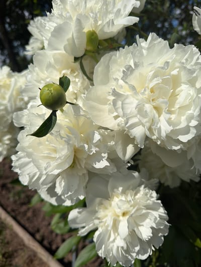 The image shows a close-up of several white peonies in bloom, with a green bud visible in the foreground. The flowers are full and layered, with delicate petals. The background is blurred, showing dark green foliage and hints of blue sky, suggesting an outdoor setting in a garden. The sunlight highlights the texture of the petals and creates shadows. No people or discernible landmarks are present to indicate a specific location within the city of Aryshkhazda, Russia.