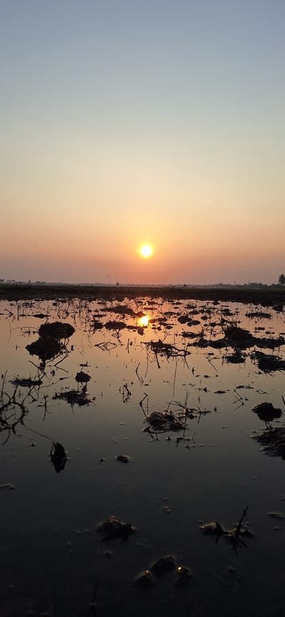 The image depicts a sunset over a flooded agricultural field in Tanjongputoh, Indonesia. The sun, a bright orange orb, is low on the horizon, casting a warm glow across the sky and reflecting on the water's surface. The field is partially submerged, with clumps of dark soil and dry vegetation protruding from the water. The water reflects the sky and the landscape, creating a mirror-like effect. In the distance, a faint treeline is visible. The overall scene is serene and natural, characteristic of rural Indonesian landscapes.