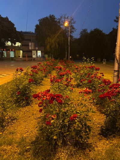 The image depicts an outdoor scene at dusk or night, illuminated by artificial lights. A prominent feature is a long, dense flowerbed filled with vibrant red roses, stretching along a pathway. The ground around the flowers is a mix of dry soil and grass, with some areas appearing more cultivated and others more natural. In the background, a building with several illuminated windows is visible, suggesting an urban or semi-urban setting. A streetlamp with a warm yellow glow illuminates a portion of the scene, casting shadows and highlighting the textures of the flowers and ground. The sky is a deep blue, indicating either early evening or late twilight. String lights are visible overhead, further contributing to the evening ambiance. There is no discernible activity or event taking place, as the scene appears to be static and observational. The location context is Belene, Bulgaria, though no specific landmarks are identifiable within the image itself. The overall mood is peaceful and serene, with the illuminated flowers creating a striking visual contrast against the darkening sky.