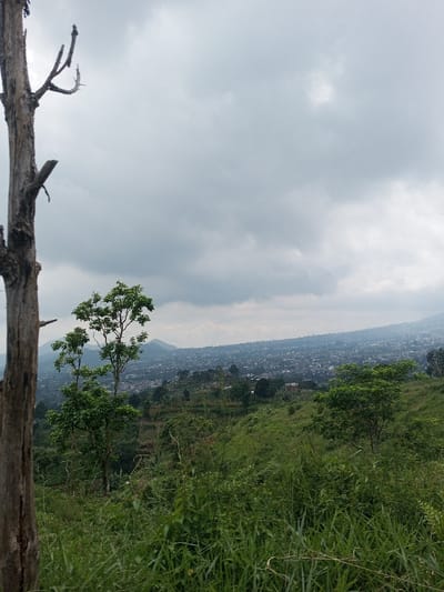 The image displays an elevated view over a populated area, identified as the city of Vieng Phouka, Laos, under a heavily overcast sky. The immediate foreground features dense, overgrown green grass. To the far left, a prominent, vertical, bare tree trunk, light brown in color with several visible truncated branches, stands without foliage. The midground presents a sloping hillside covered in various green vegetation, including several leafy trees scattered across it, with a cluster of two taller, full-canopied trees slightly left of center. The background reveals an extensive urban or semi-urban landscape, consisting of numerous buildings densely spread across a valley or plain, extending towards a range of hazy, distant mountains. The sky is uniformly grey with significant cloud cover, indicating diffused lighting conditions. No individuals, specific actions, or interactions are visible within the frame.