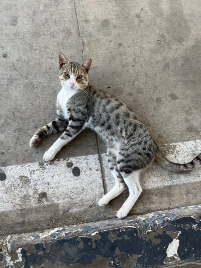 A tabby cat is lying on a concrete sidewalk. The cat is facing the camera and looking directly at it. It has gray and black stripes on its back and tail, and white fur on its chest and paws. Its eyes are green and its nose is pink. The sidewalk is cracked and dirty, with some white paint markings on it. To the right of the sidewalk is a black, weathered curb. The scene appears to be outdoors, with natural light suggesting daytime. There are no people visible in the image. The cat appears relaxed and possibly curious.