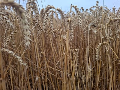 The image depicts a dense field of ripe wheat, its stalks a golden-brown hue, reaching towards a pale blue sky. The perspective is low, looking up into the wheat heads, creating a sense of immersion in the crop. Many stalks are blurred due to the shallow depth of field, with a few in sharper focus, showcasing the textured grain heads. The environment appears rural, characteristic of agricultural land. There are no people or discernible structures in the frame. The overall impression is one of a natural, agricultural landscape under a cloudy sky. No specific location in the city of Topaly, Ukraine can be identified from the image itself.