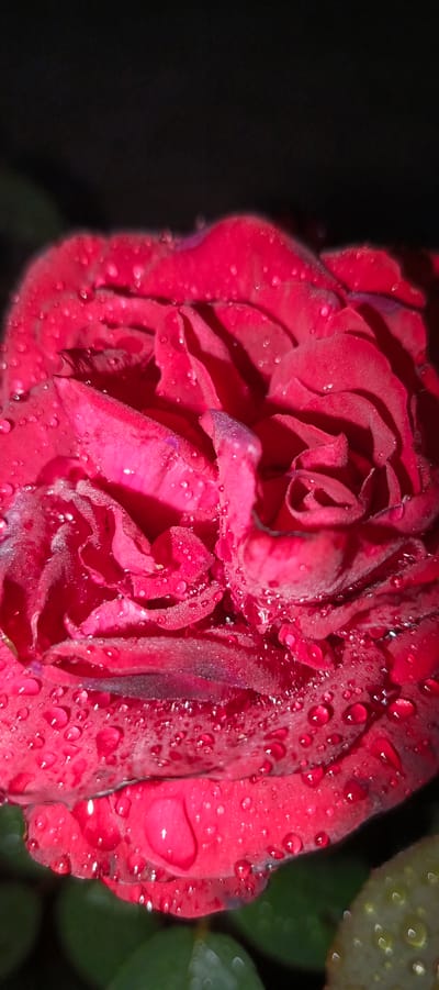 A close-up, vertical shot captures a vibrant red rose covered in numerous water droplets. The rose is in focus, with its petals layered and showing intricate textures. The water droplets, varying in size, reflect light, creating small, bright highlights across the surface of the petals. The background is dark and out of focus, creating a stark contrast with the illuminated rose. Hints of dark green leaves are visible at the bottom of the frame. There are no people, objects, or actions present in the image. The location of Мерчалово Снт, Russia, is not discernible from the image itself.