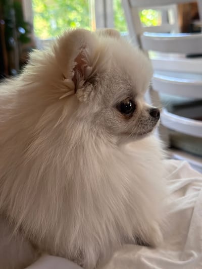 An extreme close-up, profile shot features a small, fluffy white Pomeranian dog with dark eyes and a pink nose. The dog's fur is dense and appears to be light cream or off-white in color. The dog is looking to the right of the frame. The background is blurred, showing what appears to be a window with green foliage visible outside, suggesting an indoor setting with natural light. White furniture or objects are also discernible in the blurred background, possibly suggesting a domestic environment. The image is taken in Вишняково, Russia.