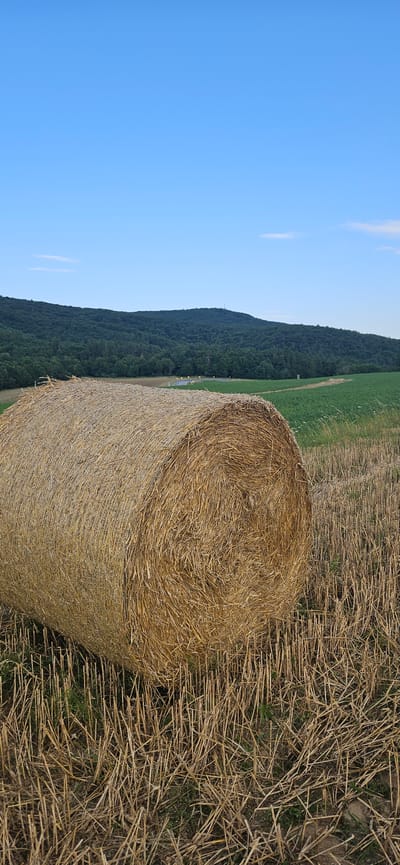 The image depicts a rural landscape under a clear blue sky with a few wispy clouds. In the foreground, a large, tightly packed bale of straw lies on a field of harvested stubble. The straw bale is golden brown and textured, with individual stalks clearly visible. The ground around the bale is covered in dry, cut stalks of grain, with some green grass interspersed.

Beyond the immediate field, a green field stretches towards a dense, dark green forest that covers the rolling hills in the mid-ground. The forest line is uneven, with the trees reaching to the crest of the hills. A winding road with yellow lines marking the lanes is visible cutting through the green field and disappearing into the tree line on the left side of the image. A small, slender structure, possibly a communications tower, is visible on the highest point of the hill in the distance. The overall impression is one of a peaceful, agricultural setting. The specific location is identified as Beňadikovce, Slovakia.
