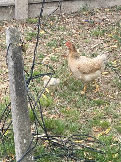 In Campana, Argentina, a light-brown hen and a pale yellow chick traverse a sparse grassy area with scattered dry leaves. The hen, positioned right of center, faces left with its head slightly turned towards the foreground, its red comb visible. The chick is situated left of the hen, slightly behind and to the left, also facing generally left. In the foreground, a weathered wooden post, approximately 20-30 cm in width, stands vertically on the left side of the frame. Numerous black electrical wires are draped over and around this post, extending across the lower half of the image. In the background, a light gray concrete wall or structure is partially visible. The ground is primarily covered with patches of green grass interspersed with dry, light brown leaves. No human figures are present.