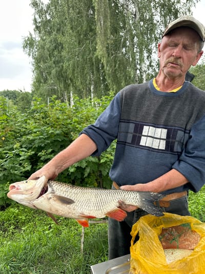 A middle-aged man wearing a cap and a blue and gray sweater stands in an outdoor environment, holding a large, freshly caught fish by its mouth. The fish is silvery with red fins. The man's eyes are closed, and he has a mustache. In the background, lush green foliage and tall trees are visible. To the right of the man, a bright yellow plastic bag contains more fish. The ground is covered with green grass. The scene appears to be in a rural or natural setting, possibly near a body of water, consistent with the location of Верхнее Казачье, Russia, where fishing is a common activity.