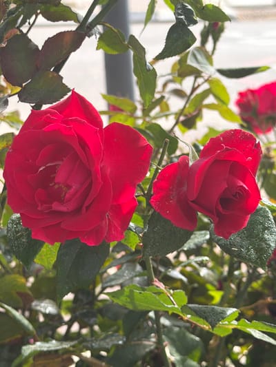 The image displays a close-up view of a red rose bush situated in Kiryat Ono, Israel. The foreground features a large, fully opened red rose on the left, presenting visible yellow stamens in its center. To the right, a smaller, partially opened red rose is present. Both roses and the surrounding green leaves exhibit small, clear water droplets. The background is rendered out of focus, showing blurred light-colored surfaces and an indistinct dark vertical object, indicating an outdoor setting. No individuals are visible.