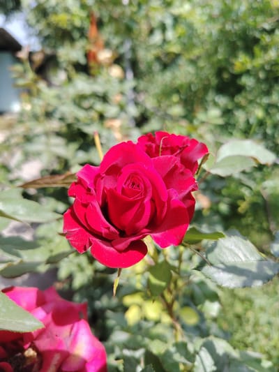 A close-up, eye-level shot showcases a vibrant red rose in bloom, its petals unfurling to reveal a tightly coiled center. The rose is positioned in the foreground, with its stem and leaves visible. In the background, out-of-focus greenery and a hint of a structure suggest an outdoor setting, possibly a garden. The scene is set in the city of Сарикиштии Поён, Tajikistan, under bright daylight, indicated by the strong shadows and highlights on the rose petals.