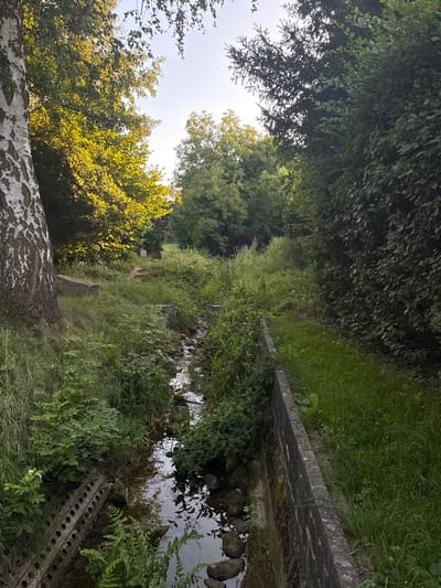 An outdoor, full-frame, eye-level, portrait orientation shot captures a narrow, clear stream flowing through a sun-dappled wooded area. The stream is lined on the right by a low, weathered concrete retaining wall and on the left by overgrown grass and vegetation, with a large, mottled-bark tree trunk prominently featured in the foreground on the left. Beyond the stream, a grassy bank rises, dotted with large rocks and leading to a path. The background reveals a dense canopy of green trees, with sunlight filtering through the leaves of a birch tree on the left and other deciduous trees further back. Some conifer trees are visible on the right, creating a varied woodland environment. The overall impression is a peaceful, natural scene within a park or nature reserve, likely in the vicinity of the town of Springe, Germany, given the context of the request. No people or animals are visible in the image. The sky is visible in the upper portion of the image, appearing clear and bright.