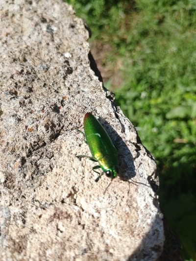 A vibrant green beetle rests on a weathered, grey concrete surface. The insect has a metallic sheen and a reddish-brown tip. The concrete is rough with visible pits and a jagged edge against a blurred green background of grass and vegetation. Sunlight illuminates the scene.