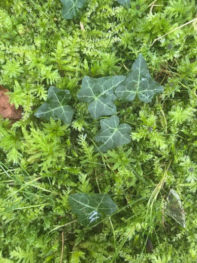 The image depicts a close-up view of a mossy ground cover with several dark green ivy leaves scattered on its surface. The moss is lush and appears damp, with small water droplets visible on the leaves and moss. Blades of grass are interspersed throughout the scene. In the lower right quadrant, a shard of clear, reflective material, possibly glass or ice, is present. A single brown, fallen leaf is visible on the left side of the image. The overall environment is natural and appears to be outdoors, likely in a forest or garden setting. The image does not contain any people, animals, or specific identifiable landmarks that would indicate a precise location within the city of Satsiskvilo, Georgia.