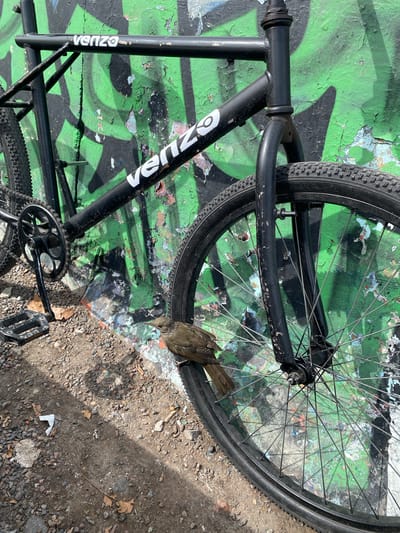 The image shows a partially disassembled black Venzo bicycle leaning against a graffiti-covered wall next to a gravelly surface. A dead bird is located between the front tire and the wall. The location is Monte Grande, Argentina, as this is the base of the Venzo brand.