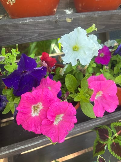 The image shows a close-up, top-down view of a planter filled with vibrant petunias of various colors, including white, pink, purple, and red. The flowers are in bloom, with some showing water droplets on their petals, suggesting recent watering or dew. They are nestled amongst green foliage. In the background, a wooden planter box with a weathered, dark gray finish is visible, as is a bright orange pot to the left. Partially visible at the top right are some coleus plants with dark red and green variegated leaves. The scene appears to be outdoors, possibly in a garden or on a balcony, given the planter boxes and natural lighting. The overall impression is one of a colorful and healthy garden display. There is no visible text in the image.
