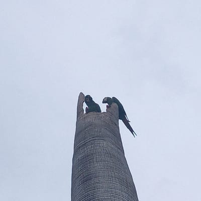 Two parrots are perched on the top of a tall, weathered palm tree trunk in El Limón, Venezuela. The sky is overcast and appears pale blue or gray. The left parrot is facing towards the right, partially obscured by the tree trunk. The right parrot is facing left, with its head lowered. Its wings are partially spread, and its tail feathers extend downwards. The palm tree trunk has a rough, textured surface with horizontal lines.