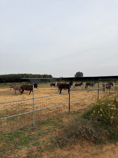 The image depicts an outdoor enclosure in Kfar Vitkin, Israel, under an overcast sky. In the foreground, a wire mesh fence with metal posts runs horizontally, separating a sparse, reddish-brown dirt area with scattered green weeds and dry bushes from an animal pen. Within the pen, which is covered with a thick layer of golden-brown straw or hay, at least eight donkeys are visible. These donkeys vary in color from light grey to dark brown and black. Several donkeys are standing still, while others appear to be walking or grazing amongst the straw. In the midground, behind the donkeys, a dark mesh netting extends horizontally, likely part of an agricultural structure. Further in the background, a line of green trees and cultivated fields are visible, with a single larger tree prominent on the right side. The overall scene is consistent with an agricultural or semi-rural setting.