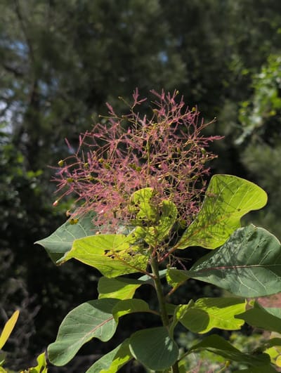 In Dzhankhot, Russia, a close-up, vertical, eye-level shot captures a flowering smoke bush plant. The plant features a cluster of delicate, pinkish-purple wispy flower stalks, interspersed with small, green, berry-like structures. The foreground is dominated by large, vibrant green leaves with visible veins, some exhibiting slight damage. The background consists of a dark, out-of-focus foliage of trees, with glimpses of sunlight filtering through. The lighting suggests a natural, daytime setting. No people or animals are present in the frame.