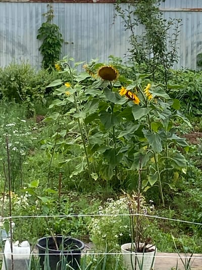 This image captures a garden scene with sunflowers and other vegetation in Meshcherskoye, Russia. The background features a corrugated metal fence, likely part of a greenhouse or shed. In the foreground, several tall sunflowers with large green leaves and yellow petals are visible. One sunflower head is facing downwards, and its petals are partially wilted. To the left, a dense green vine climbs the fence. Smaller white flowers are scattered throughout the garden, interspersed with lush green foliage. Two potted plants are also present: a black pot containing a plant with thin green stalks and a white pot with a small plant that appears to be a seedling. A thin white string runs horizontally across the foreground, possibly a garden line or netting. The overall impression is that of a cultivated, overgrown garden on a cloudy day.