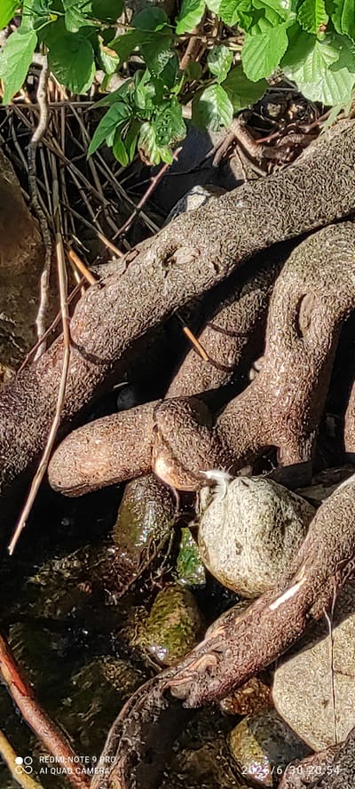 The image captures a close-up view of exposed tree roots intertwined with stones and a shallow body of water, likely a stream or creek. Lush green leaves and branches are visible in the upper portion of the frame, suggesting an outdoor natural setting. The roots are dark brown and textured, with some appearing wet and reflecting light. Several grey and green stones are interspersed among the roots, some partially submerged in the water, which has a dark, murky appearance with visible reflections. The scene is lit by sunlight, casting shadows and highlighting the textures of the natural elements. The bottom right corner of the image contains a timestamp and camera information, reading "2025/6/30 20:54" and "REDMI NOTE 9 PRO AI QUAD CAMERA". There are no people or discernible actions taking place. The image does not provide any specific information to identify its location within the city of Hartola, Finland.