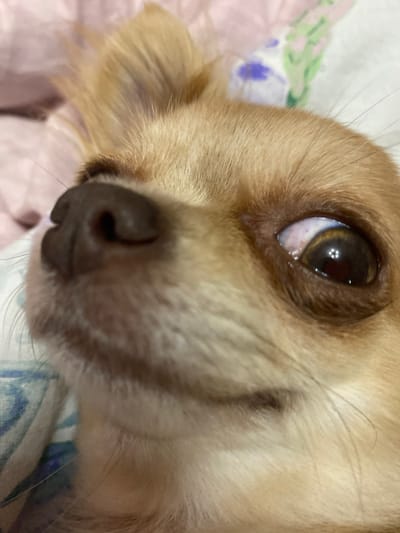 The image is a close-up, high-angle shot of a fawn-colored Chihuahua's face. The dog's left eye is prominent, with a dark brown iris and a reflection visible. The dog's nose is dark brown and moist. The fur around its face is light brown and fluffy. The background is a soft pink blanket with a floral pattern of green leaves and purple flowers. There are no people or any other discernible objects in the image. The image is not located in Andzhiyevsky, Russia.