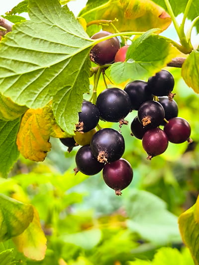 This is a close-up, vertical, eye-level, outdoor, natural light photograph of a cluster of black currants on a bush. The berries are dark purple to black, some with a slight reddish hue, and are spherical in shape with small stems attached. They are growing in a bunch on a branch, with several green leaves and some yellowing leaves visible. The background is a soft, blurred green, indicating foliage. The image was taken in Vecumnieki, Latvia. There are no people or other animals present.