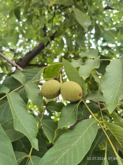 In Kattasu, Uzbekistan, a close-up, eye-level shot captures two unripe walnuts hanging from a branch amidst lush green foliage. The walnuts, roughly spherical and pale green, are dotted with lighter specks. They are supported by thin stems, with one walnut positioned slightly above and to the left of the other. The surrounding leaves are large, elongated, and a vibrant green, some overlapping others. The background is softly blurred, showcasing more green leaves and hints of dappled sunlight filtering through. A tree branch, dark brown and textured, is visible in the upper left quadrant. In the lower right corner, a timestamp reads "02.07.2026 07:58."
