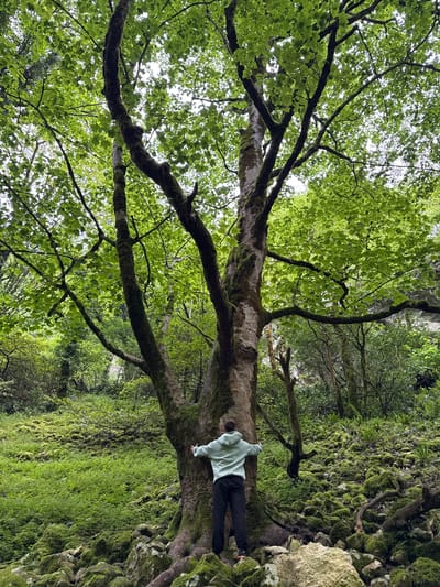 A low-angle, rotated, eye-level shot depicts a person lying prone on a large, moss-covered tree branch within a lush forest environment, potentially near Tsabal, Abkhazia. The individual, facing to the right, is wearing a light green hoodie and dark-colored pants. Their left arm is extended onto the branch, while their body lies along its length. The tree trunk is substantial, with gnarled branches extending outwards and upwards, partially obscuring the sky. The dense canopy is composed of green leaves, allowing fragmented light to penetrate. The background features a verdant slope covered in moss and ferns, suggesting a damp and shaded environment. The composition is dominated by the tree, emphasizing its size and the person's position within the natural setting.