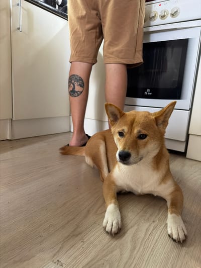 A Shiba Inu dog lies on a light-colored wooden floor in a kitchen. The dog is facing the camera, with its head tilted slightly. Its fur is a mix of tan and white. To the left of the dog are a person's legs, wearing tan shorts. The person has a tattoo of a tree on their left calf. Behind the legs is a white oven with black knobs and a black oven door. The kitchen appears to be indoors, with cabinets visible in the background. The lighting suggests it is daytime.