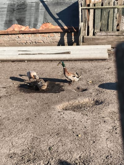 In Ильмино, Russia, an outdoor scene captures a close-up view of a dirt ground with a rustic background. In the center of the frame, three ducks are visible. One duck, with a colorful body and a green head, is walking to the right. Two other ducks, one lighter in color and the other with a brown and white patterned body, are gathered around a dark container filled with water, appearing to drink or bathe. The ground is dry and uneven, with scattered debris. In the background, a dilapidated wooden fence stands against a wall constructed of brick and corrugated metal. Several long, cylindrical objects, possibly pipes, are laid horizontally on the ground in front of the wall. The overall impression is of a rural or semi-abandoned setting.