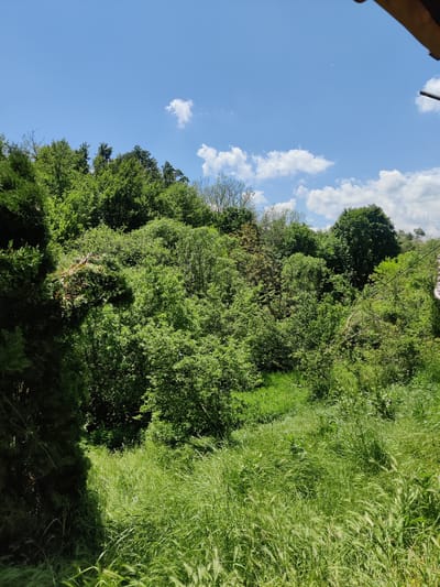 The image depicts a vibrant natural landscape in Berende, Bulgaria, under a clear blue sky with scattered white cumulus clouds. The foreground and midground are dominated by dense, tall green grass, indicating a lush, possibly unmanaged, field or hillside. Beyond the grass, a dense expanse of various green trees and bushes covers undulating terrain, suggesting a forested area or a heavily vegetated hillside. Patches of lighter brown or dried foliage are visible amidst the green canopy in some areas. A faint, white airplane contrail is visible in the upper central sky. In the upper right quadrant of the image, a thin utility line or cable traverses horizontally across the tree line. A section of a wooden architectural element, possibly an eave or roof edge, is visible in the top right corner, suggesting the presence of a structure just outside the frame. No individuals or animals are present in the scene, and no specific actions or interactions are depicted. The lighting indicates a bright, sunny day.