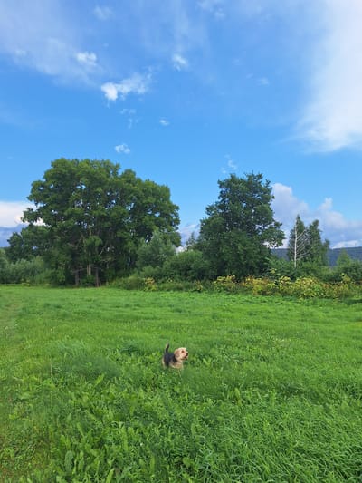 A medium-sized dog with tan and black fur stands in a lush green field. The dog is facing to the left and appears to be looking up. The field is overgrown with tall grass and various plants. In the background, there are several large, mature trees. The sky is a vibrant blue with scattered white clouds. The scene is set in a rural area, likely the outskirts of Atamanovka, Russia, given the natural landscape and the presence of large trees and open fields.