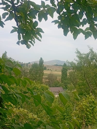 A vertical, eye-level medium shot shows a hazy, distant landscape viewed through an overgrown canopy of lush green leaves and branches. The foreground is dominated by dark green leaves and branches that partially obscure the view. In the mid-ground, a cluster of tall, slender trees, likely poplars, stand amidst a field that appears to be undergoing agricultural activity, with areas of golden harvest. A dark brown-tiled roof of a building is visible peeking through the greenery on the left side of the mid-ground. In the background, a softly rounded mountain range is visible under a pale, overcast sky. The overall impression is one of a rural, verdant environment. The scene is likely Arashan, Kyrgyzstan, given the characteristic landscape and vegetation. There are no people or animals visible in the image.