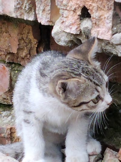 A young tabby kitten with grey and white fur sits nestled in a crevice of a weathered brick wall. The kitten is facing to the right, its eyes are partially closed, and its mouth is slightly open, revealing a tiny pink tongue and teeth. Long, white whiskers fan out from its snout. The kitten's fur appears soft and fluffy, particularly around its chest and paws.

The background is dominated by the rough texture of the brick wall, with varying shades of red, brown, and grey. Some of the bricks are chipped and worn, and there are patches of moss or dirt clinging to them. The setting suggests an outdoor environment, possibly a neglected corner of a building or an old ruin. The lighting appears to be natural daylight, casting soft shadows and highlighting the kitten's features. The overall mood is one of quiet observation, with the kitten appearing alert yet relaxed in its makeshift shelter. There is no visible text in the image.