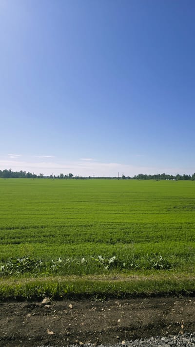 The image depicts a vast, green field under a clear blue sky. The field appears to be cultivated, with neat rows of vegetation. In the distance, a line of trees and some utility poles are visible, suggesting a rural or semi-rural setting. The foreground shows a dirt path with gravel and some low-lying vegetation. The overall scene is one of open space and nature, with no people or specific structures clearly identifiable beyond the distant utility poles and trees. The lighting indicates it is daytime, likely a sunny day. The location of Актюбинский, Russia, is provided as context but is not visually evident from the image itself.