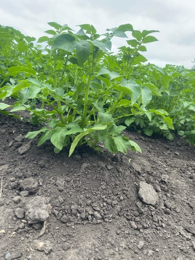 In Novyi Tahamlyk, Ukraine, an outdoor, low-angle medium shot captures a close-up view of a potato field under a cloudy sky. The foreground is dominated by dark, loamy soil, with several small clods and pebbles scattered across its surface. The soil appears tilled and somewhat uneven. Dominating the midground and background are rows of healthy, vibrant green potato plants. Their stems are thick and sturdy, supporting numerous broad, oval-shaped leaves. The foliage is dense and healthy, indicating good growing conditions. The plants are closely spaced, forming a continuous carpet of green. The overall impression is one of a thriving agricultural landscape.