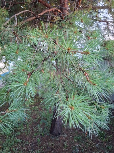 This is a close-up, top-down shot of pine tree branches and needles, likely in a natural setting. The pine needles are a vibrant green, with some appearing lighter due to the lighting. Small brown buds or developing cones are visible at the base of some needle clusters. The background is out of focus, showing the forest floor with fallen leaves, dirt, and some scattered pine cones. A dark, rough-barked log lies horizontally in the upper right portion of the image. The lighting suggests it might be daytime, possibly overcast, as there are no strong shadows, and the light is diffused. The overall impression is one of natural growth and the details of pine foliage. There is no visible text in the image.