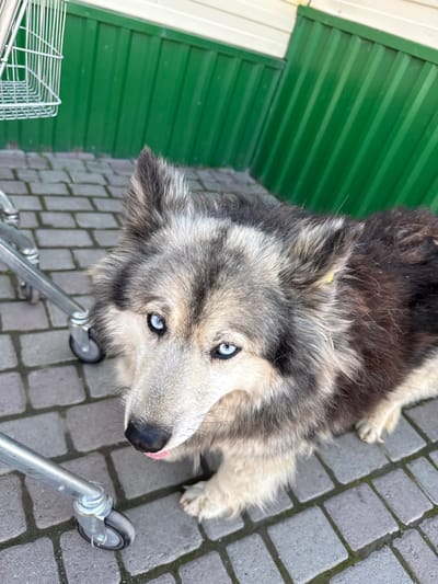 An outdoor, high-angle, medium shot captures a close-up of a dog with striking blue eyes. The dog, a mix of grey, black, and white fur, is positioned on a grey brick-paved walkway. Its fur appears somewhat disheveled. The dog's tongue is slightly visible, pink and extended. To the left of the dog, the silver metal frame and basket of a shopping cart are visible, with one of its wheels resting on the bricks. In the background, a bright green corrugated metal wall with white trim forms the backdrop. The scene appears to be in an urban or semi-urban setting, possibly in the city of Onguday, Russia, given the context.