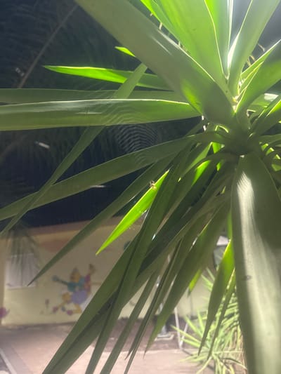 The image is a close-up, low-angle shot of green leaves of a plant, likely a yucca, with sunlight filtering through them. In the background, out of focus, is a wall with a colorful drawing of figures that appear to be cartoon characters. A spiderweb is visible between the plant's leaves. The lighting suggests it is daytime, possibly late afternoon given the warm, angled sunlight. The location cues, such as the drawing style and the surrounding vegetation, hint at a residential or outdoor setting in a warm climate. There is no visible text in the image.