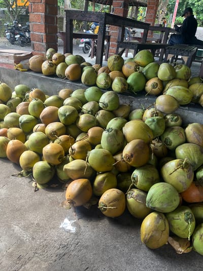 A large pile of green and brown coconuts is spread across a concrete ground. Some coconuts are stacked on top of each other, forming a mound. The scene appears to be outdoors, with a wooden structure and brick walls visible in the background, suggesting a market or roadside stall. A person wearing a black cap and jacket is partially visible in the upper left corner, sitting on a wooden bench. In the background, several motorcycles are parked. The lighting suggests it is daytime, possibly late morning or early afternoon, with natural sunlight casting shadows on the ground and coconuts. The overall impression is a casual, everyday scene of coconuts being sold or stored. There are no discernible emotions from the subjects. No visible text is present in the image.