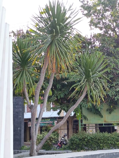 Two large palm trees, with long, slender green leaves, stand in a small park near a white building in Kecamatan Asembagus, Indonesia (latitude: -7.749, longitude: 114.218). The trees are positioned close together and their branches intertwine. Behind the trees, a low, white building with red tile roof can be seen. A green sign is mounted on the building. To the left, a person on a motorcycle is riding in front of the building. The background is filled with more greenery, creating a lush and tropical atmosphere.
