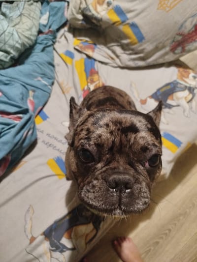 This media file shows a close-up, high-angle shot of a brindle French Bulldog resting on a bed. The dog's face is the central focus, with its dark, expressive eyes looking directly at the camera. Its fur is a mix of brown, black, and gray, with a mottled pattern. The dog has distinctively large, erect ears and a short, wrinkled muzzle.
The bed appears to be covered with a patterned duvet or sheet featuring stylized images of dogs, some wearing jackets, and Ukrainian flag motifs (yellow and blue stripes). To the left of the dog, a section of a blue blanket with a geometric pattern is visible, suggesting a comfortable, indoor setting. A person's foot is visible in the bottom right corner of the frame, indicating someone is on the bed with the dog. The floor appears to be wood-patterned laminate.
The lighting suggests it might be nighttime or indoors with artificial light, as there are distinct shadows cast by the dog and the bedding. The overall mood conveyed is one of domestic comfort and companionship. There is some faint, handwritten text visible on the bedding, partially obscured by the dog and the patterns, but it is too blurry to decipher. The location context provided places this scene in Malooleksandrivka, Ukraine.