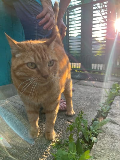 An orange tabby cat stands on a cracked concrete surface with greenery growing from the cracks. The cat is facing left, looking slightly away from the camera. Behind the cat, a person's legs in blue jeans are visible, and one of their hands is touching the cat's back. In the background, a green fence with vertical slats is illuminated by bright sunlight, causing lens flare. The scene appears to be outdoors, possibly in a yard or alleyway in Novotroitsk, Russia, given the context. The lighting suggests it is late afternoon or early evening.