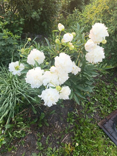 A close-up, high-angle shot captures a cluster of white peonies blooming in a garden setting. The flowers are the primary subject, with numerous fully bloomed peonies and several unopened buds scattered among lush green foliage. The background consists of dense green shrubbery, indicating an outdoor environment. The ground beneath the flowers is a mix of dark soil, scattered leaves, and patches of grass. To the right of the frame, a dark, rectangular object with a textured surface, possibly a metal grate or drain cover, is partially visible. The lighting suggests it is daytime, with soft light illuminating the scene. There are no people or animals present. The location is identified as Kalachevo, Russia.
